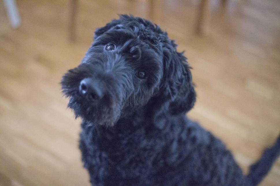 Free Image of Curious black dog looking up 