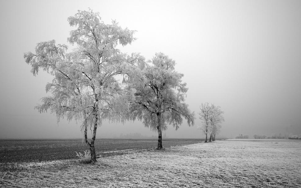 Free Image of Frosted trees in a snowy winter landscape 