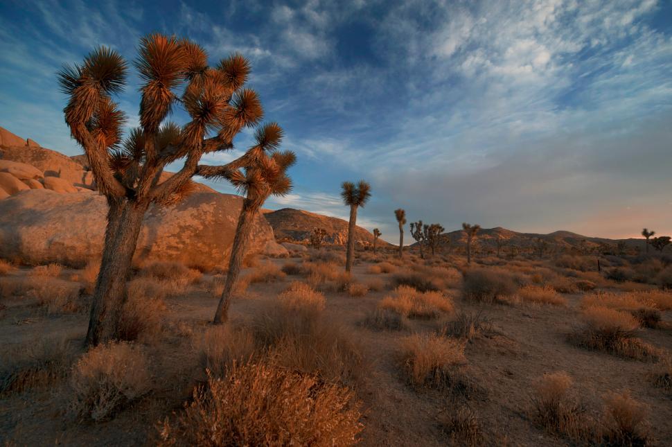 Free Image of Desert landscape with Joshua trees 