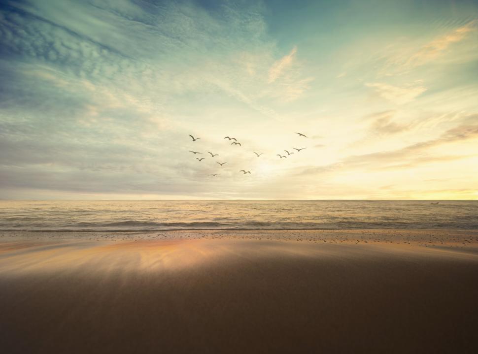 Free Image of Birds flying over beach at dusk 