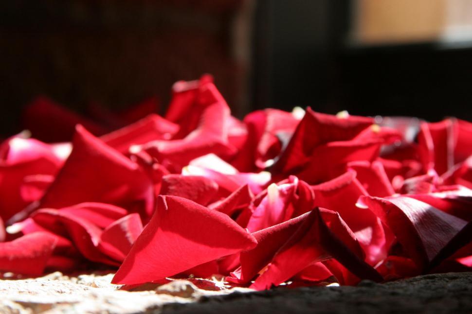 Free Image of Red Flowers 