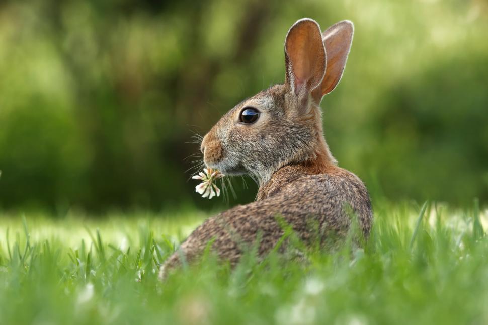 Free Image of Rabbit munching on white flower 