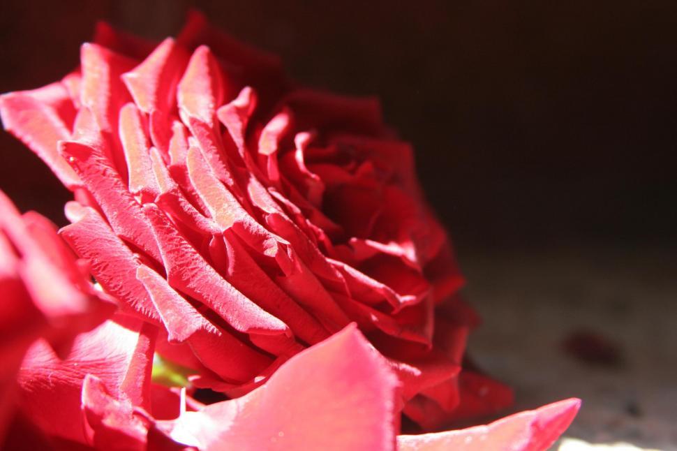 Free Image of Red Flowers 