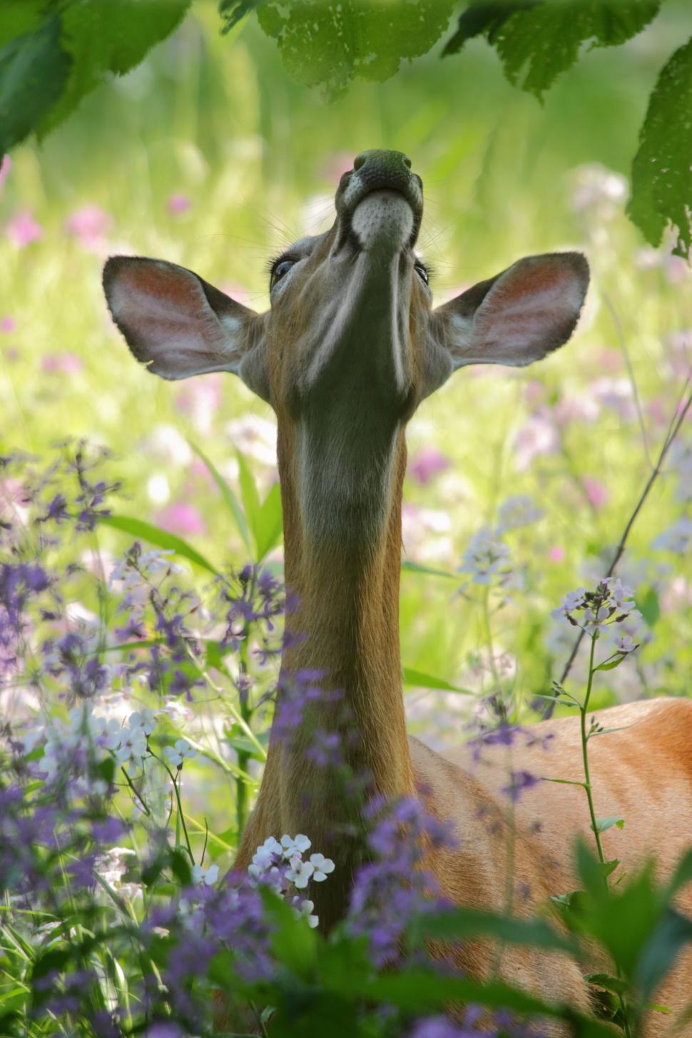 Free Image of Deer looking up through purple flowers 