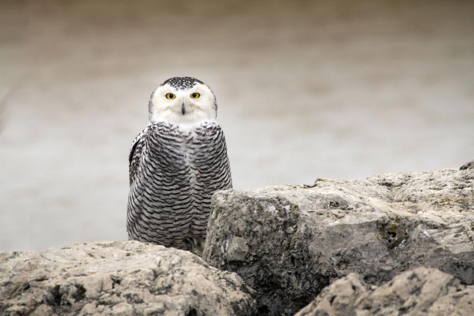 Free Image of Snowy Owl sitting on a rocky shore 