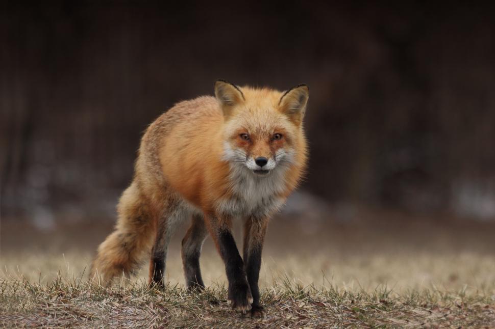 Free Image of Alert red fox in the wild 