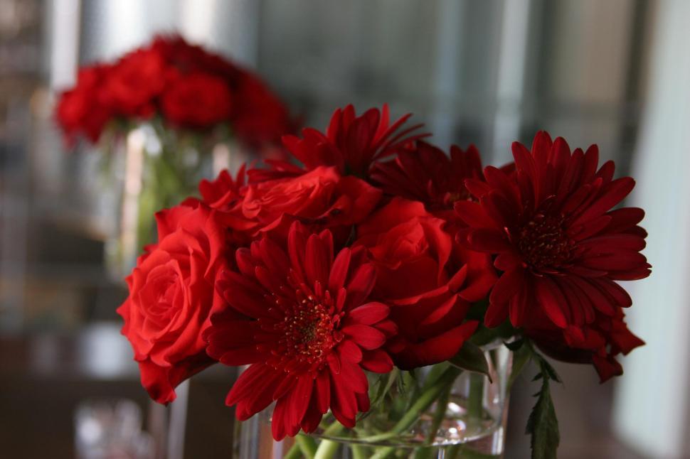 Free Image of Red Flowers 