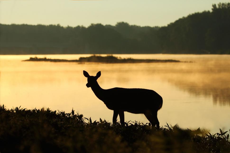 Free Image of Deer silhouette by a misty lake at dawn 