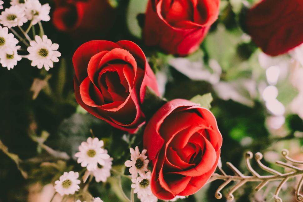 Free Image of Close-up of artificial red roses in bloom 