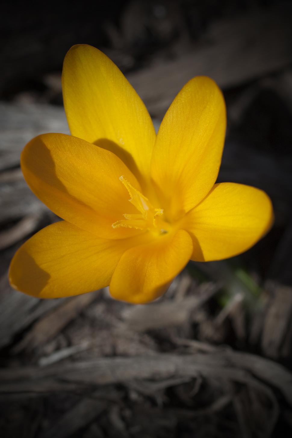 Free Image of Yellow Flower Blooming Against Black Background 