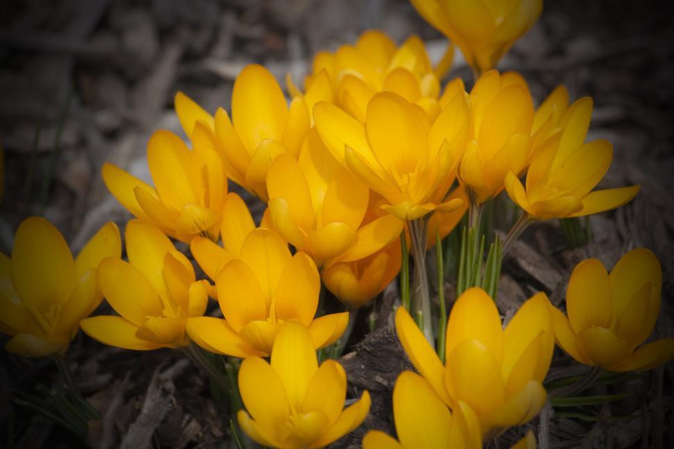 Free Image of New yellow Crocus 