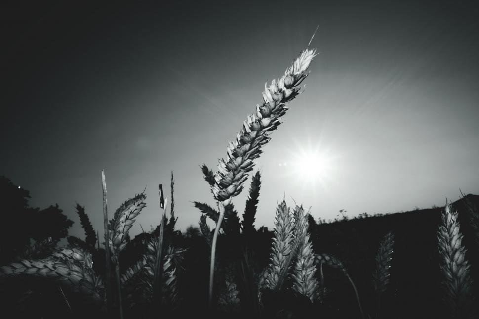 Free Image of Wheat silhouette against a sunset sky 
