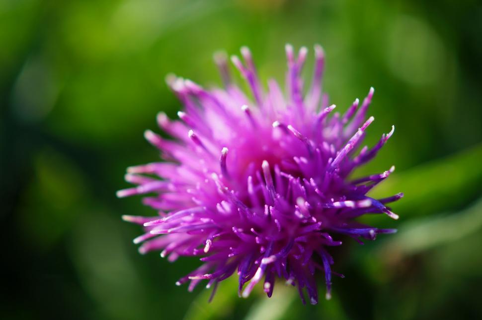 Free Image of Purple flower with sharp details 