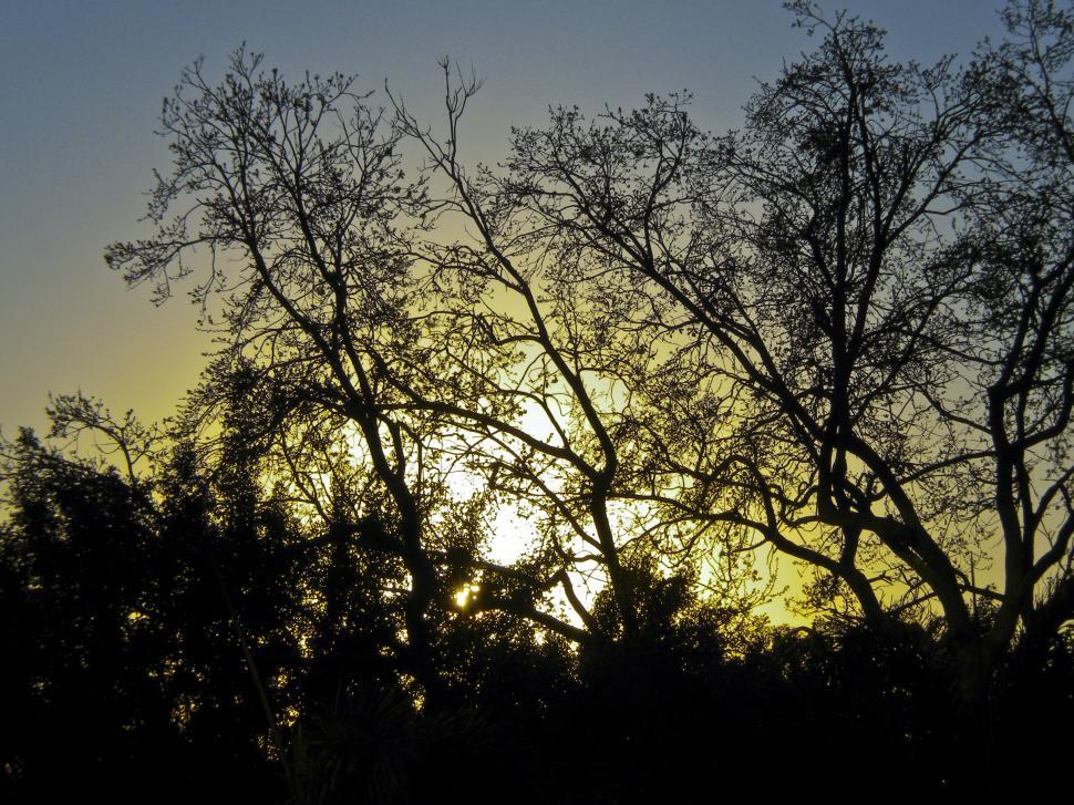 Free Image of Tampa Sunset 