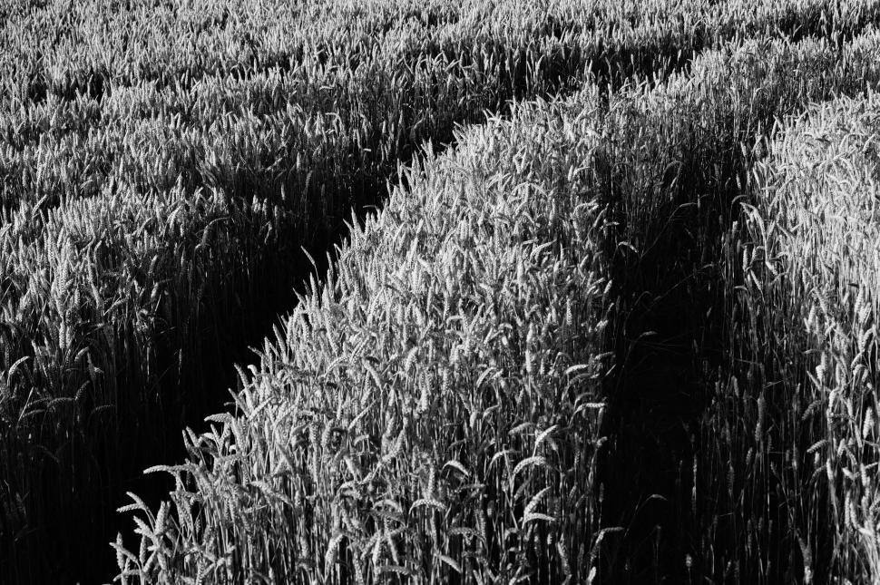 Free Image of Monochrome wheat field texture 