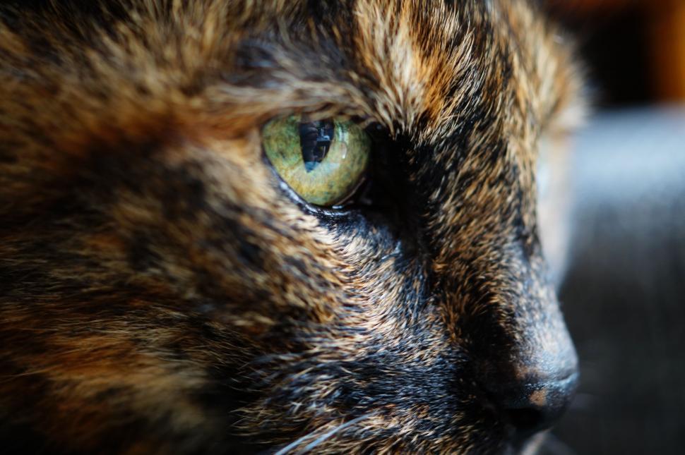 Free Image of Close-up of a cat s eye with detailed fur 