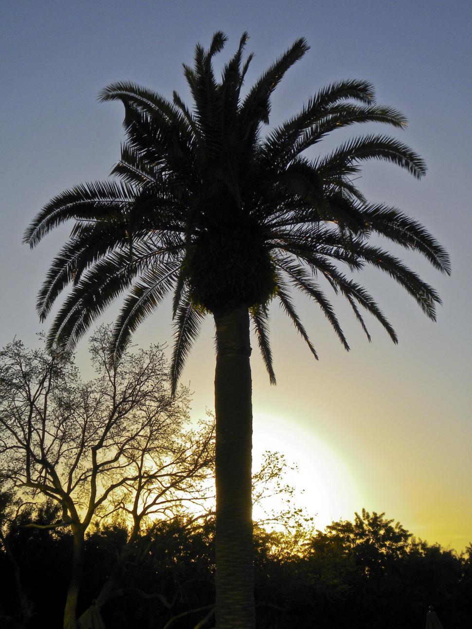 Free Image of Sunset Palm 