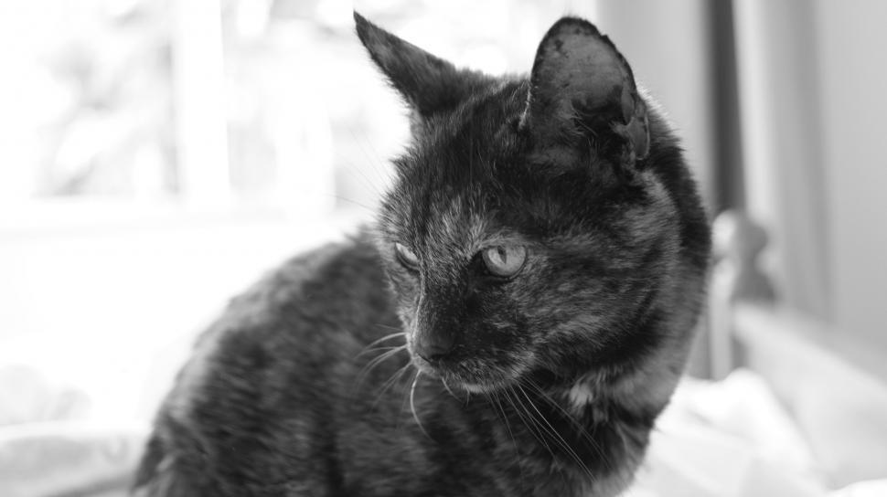 Free Image of Black and white portrait of a cat 