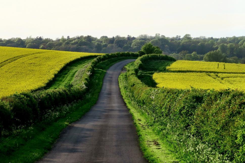 Free Image of Road between blooming yellow fields 