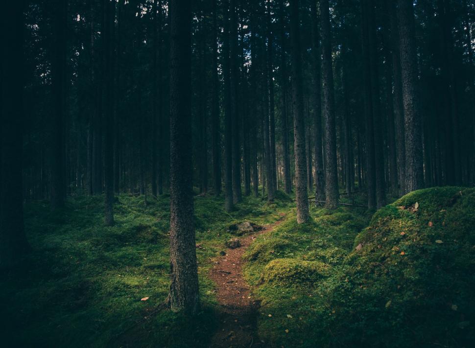 Free Image of Enchanting forest pathway in twilight 