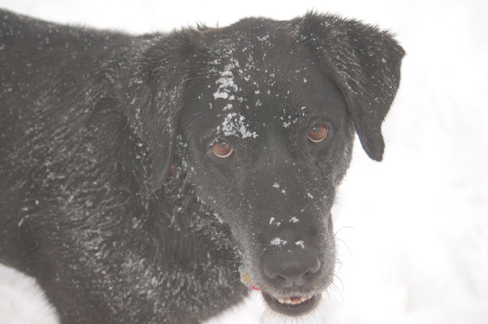 Free Image of Chester in Snow 