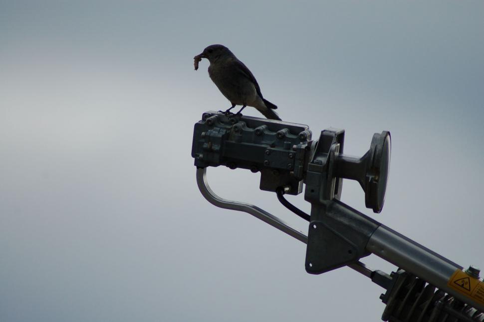 Free Image of Bluebird w/ worm on Satellite Dish 