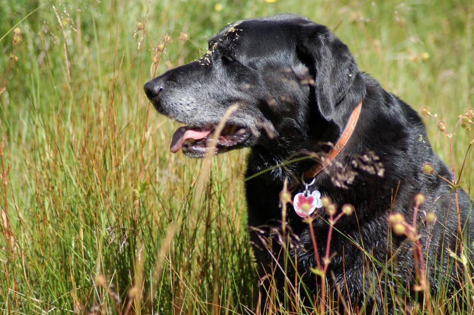 Free Image of Chester in Field w/ Pollen 1 