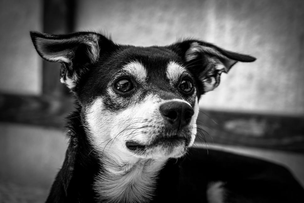 Free Image of Black and white photo of a small dog 