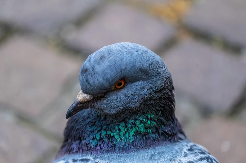 Free Image of Close-up of a pigeon s head and eye 