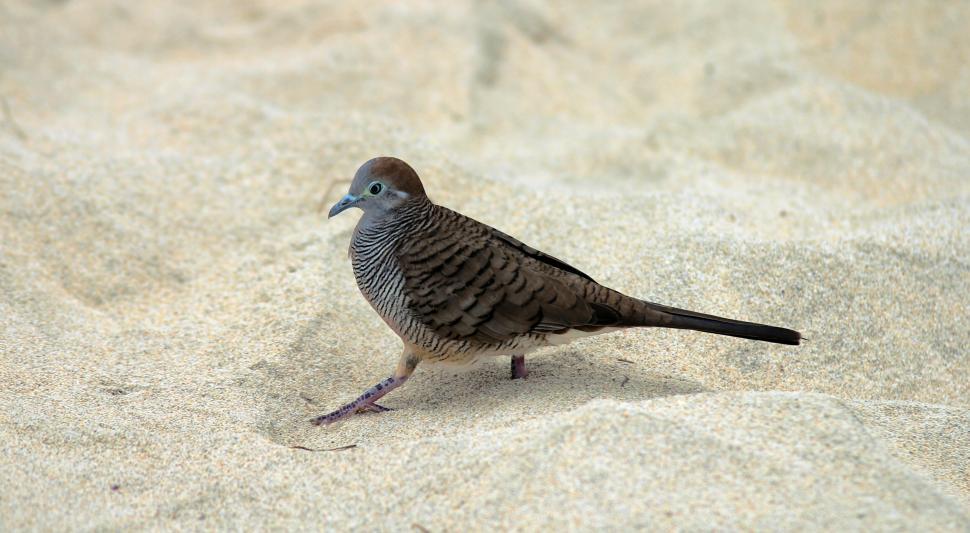 Free Image of Zebra dove standing on sandy beach 