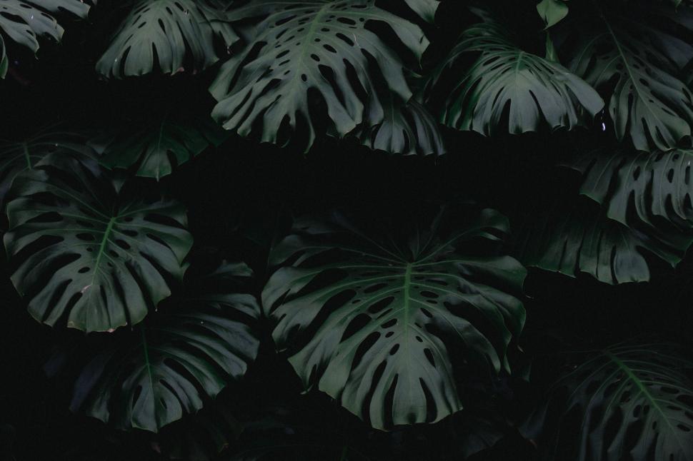 Free Image of Dark monstera leaves background 