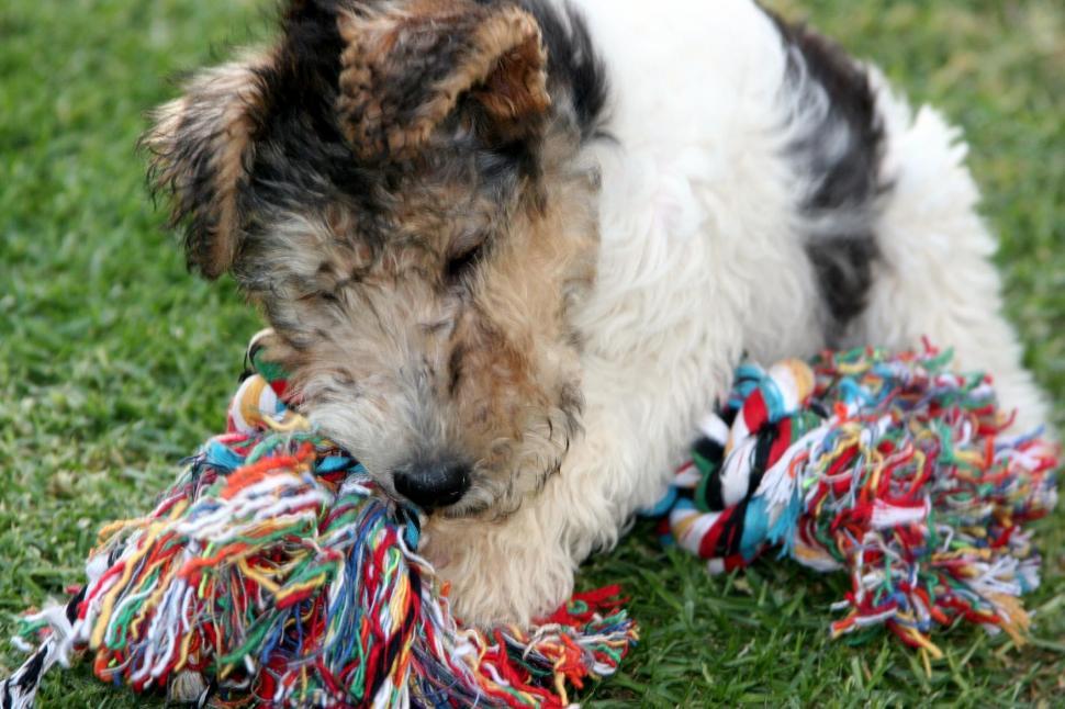 Free Image of Dog 