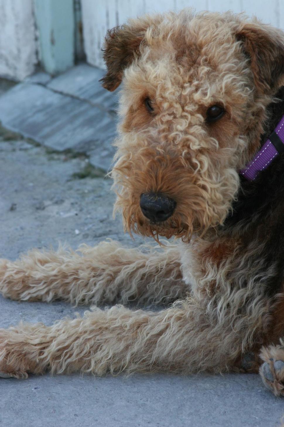 Free Image of Dog 
