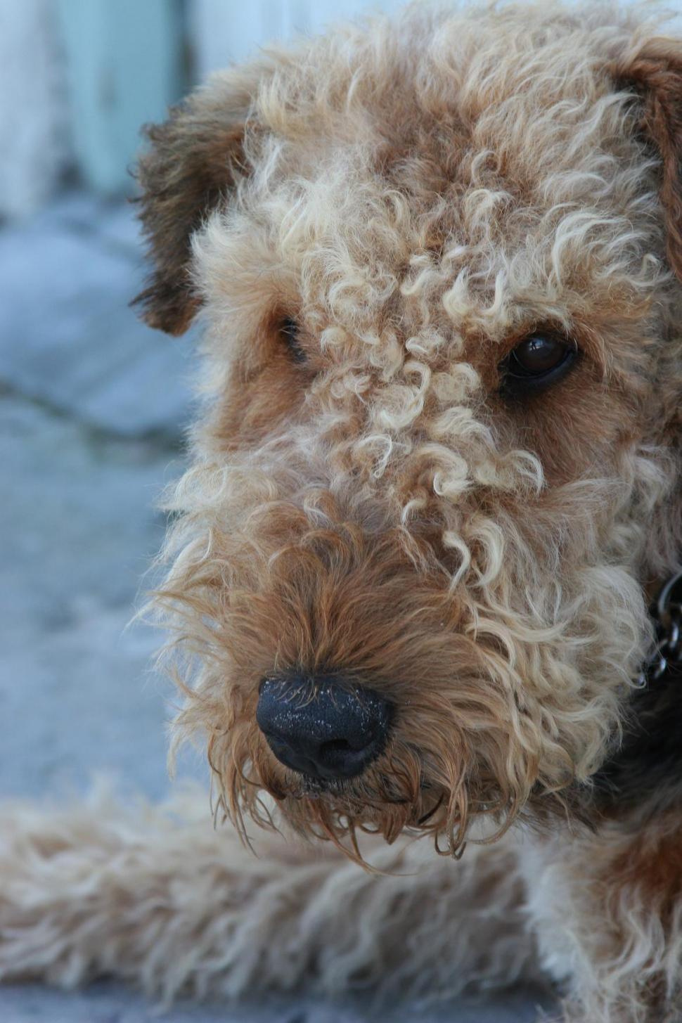 Free Image of Dog 