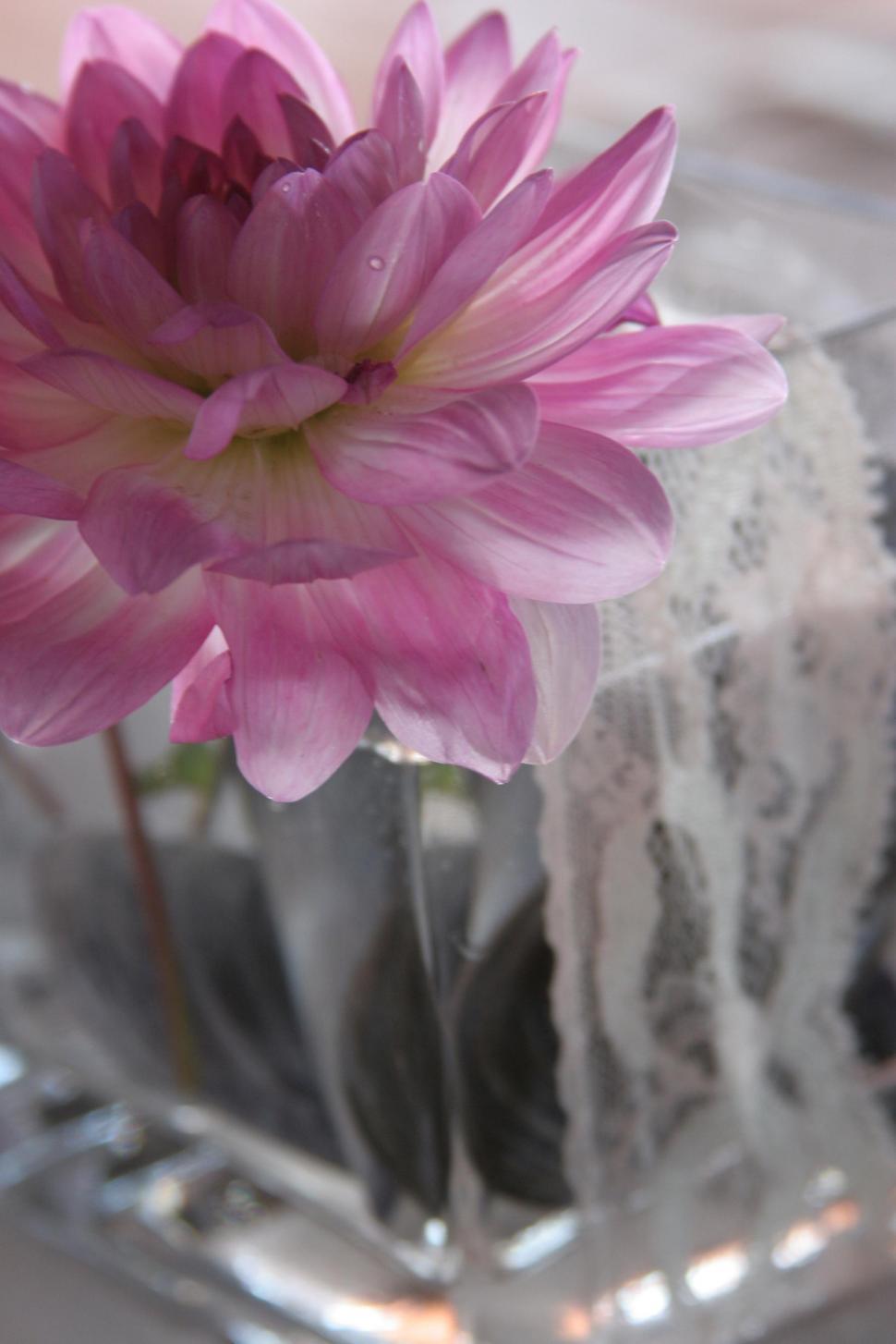Free Image of Flowers 