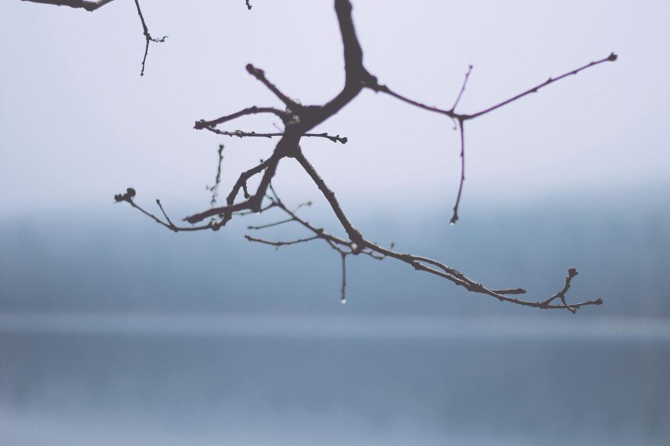 Free Image of Delicate branch with a water droplet 
