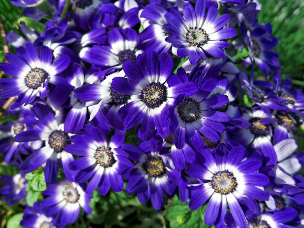 Free Image of Flowers 