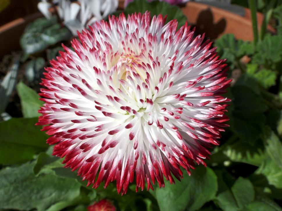 Free Image of Flowers 