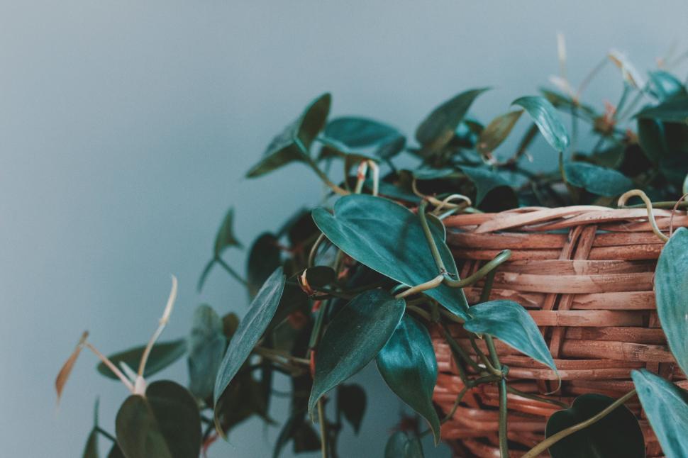 Free Image of Green potted plant on a shelf 