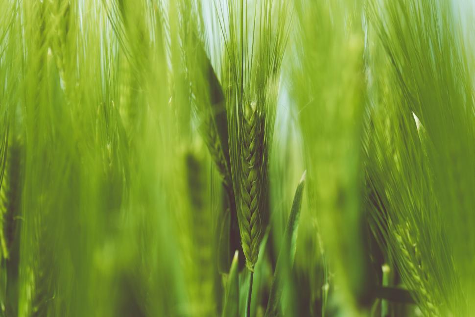 Free Image of Close-up of green wheat stalks in field 