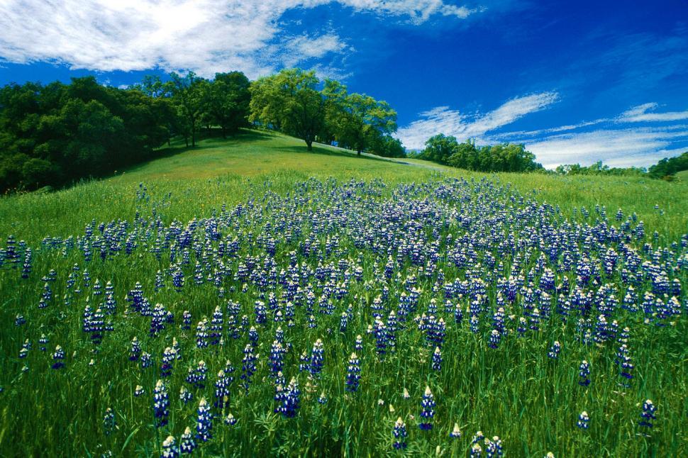 Free Image of Rolling hills with blooming lupin 