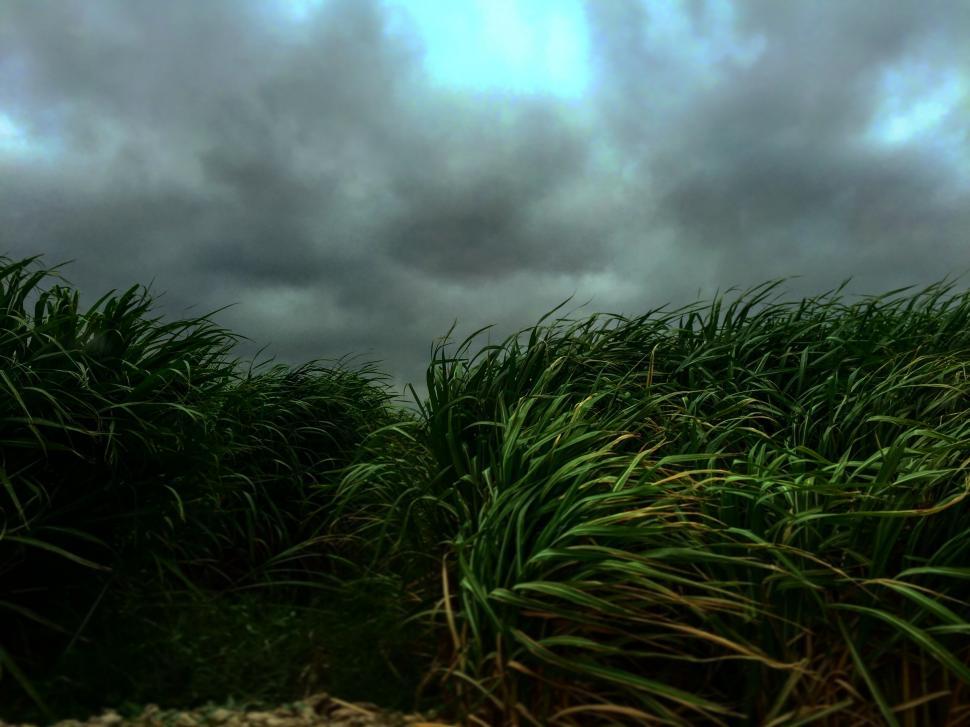 Free Image of Dramatic clouds over lush greenery 