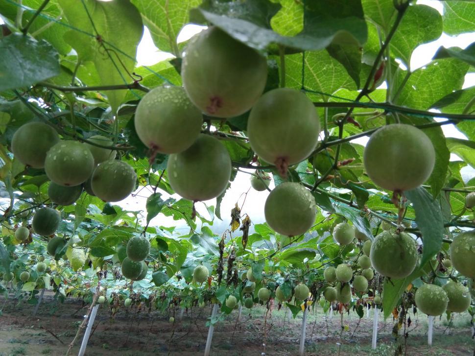 Free Image of Passion fruit plants growing in greenhouse 