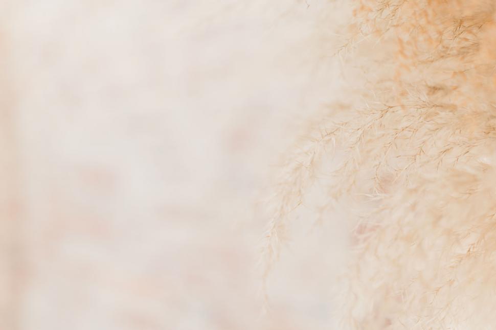 Free Image of Delicate feathery plant texture 