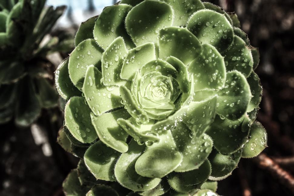 Free Image of Water droplets on a succulent plant close-up 