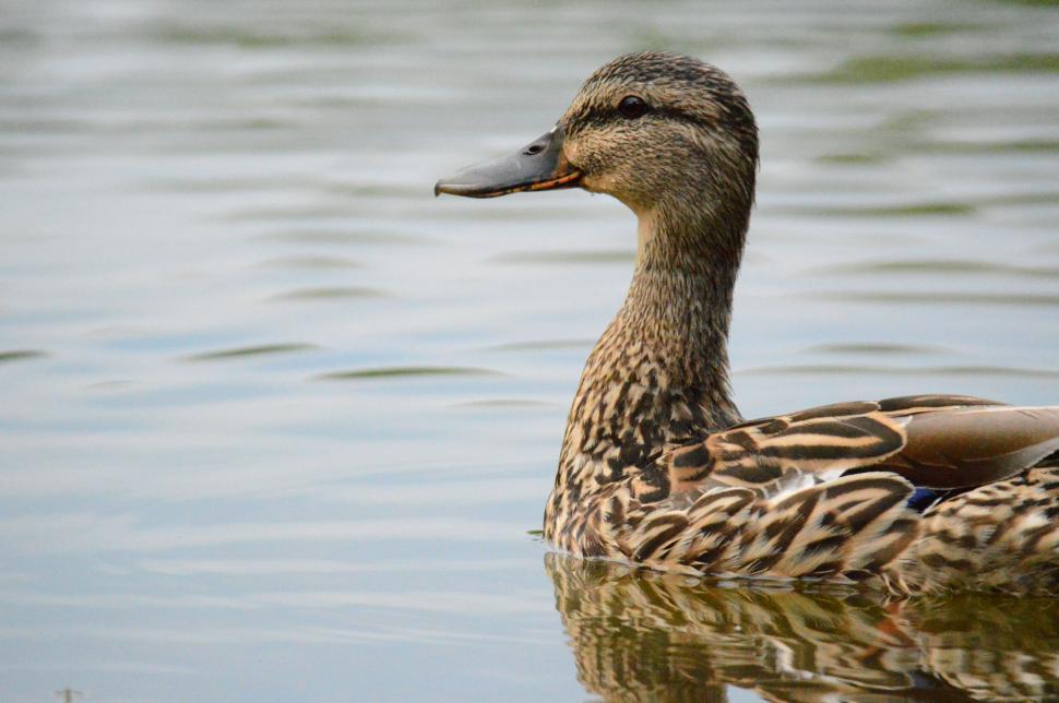 Free Image of Female mallard duck swimming in calm waters 