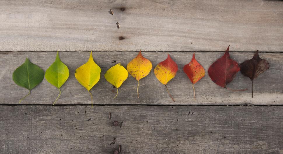 Free Image of Gradation of leaves from green to brown 
