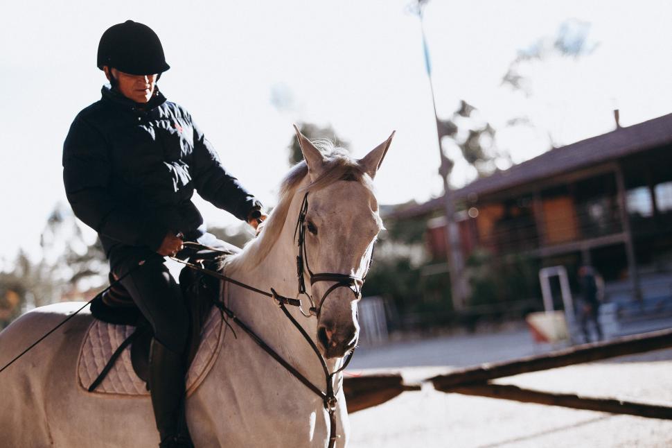 Free Image of Equestrian riding a horse in an arena 