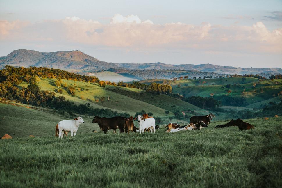 Free Image of Cattle grazing in a lush green field 