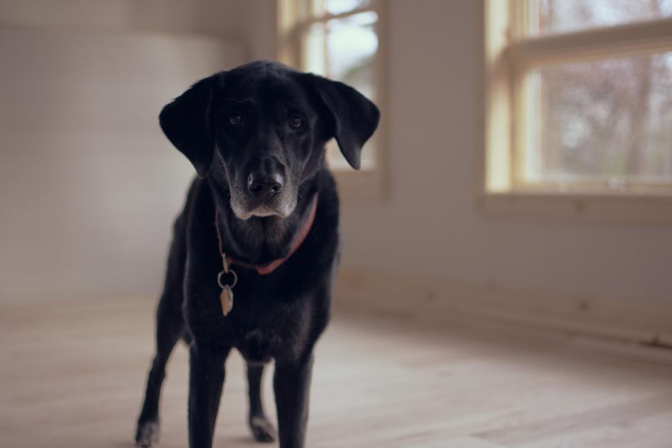 Free Image of Black dog with curious gaze 